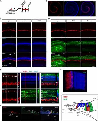 Frizzled-9+ Supporting Cells Are Progenitors for the Generation of Hair Cells in the Postnatal Mouse Cochlea